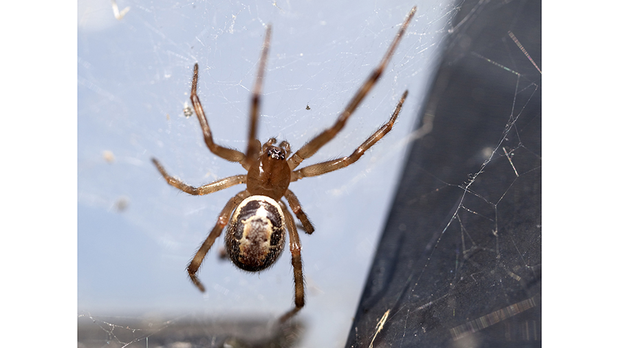 The Widow Next Door: Where is the globally invasive Noble False Widow settling next?