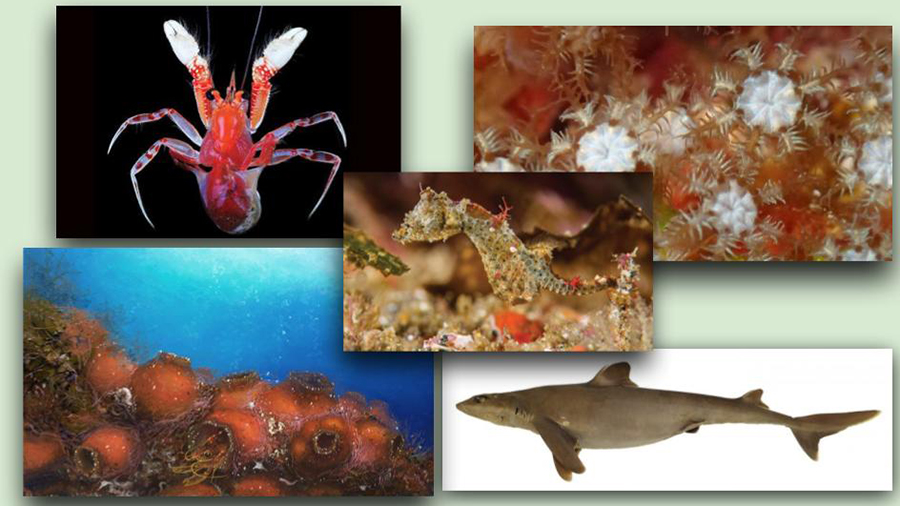 WoRMS’ Top 10 Marine Species (2018): ZooKeys journal scores 5/10 in the prestigious yearly list