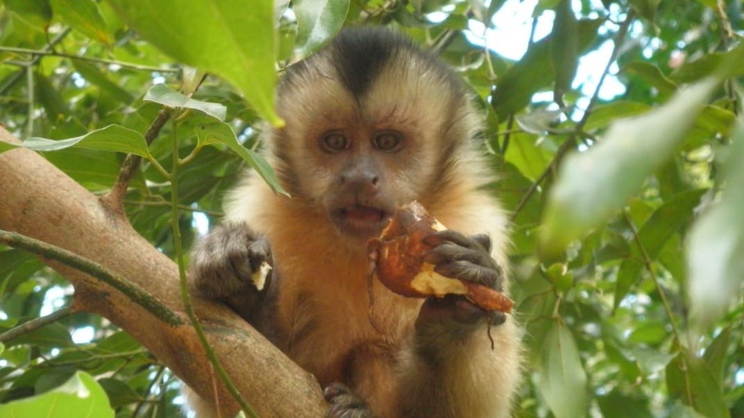 Human impact on the activities and social behaviour of urban capuchin monkeys