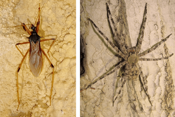 Cave fights for food: voracious spiders vs assassin bugs
