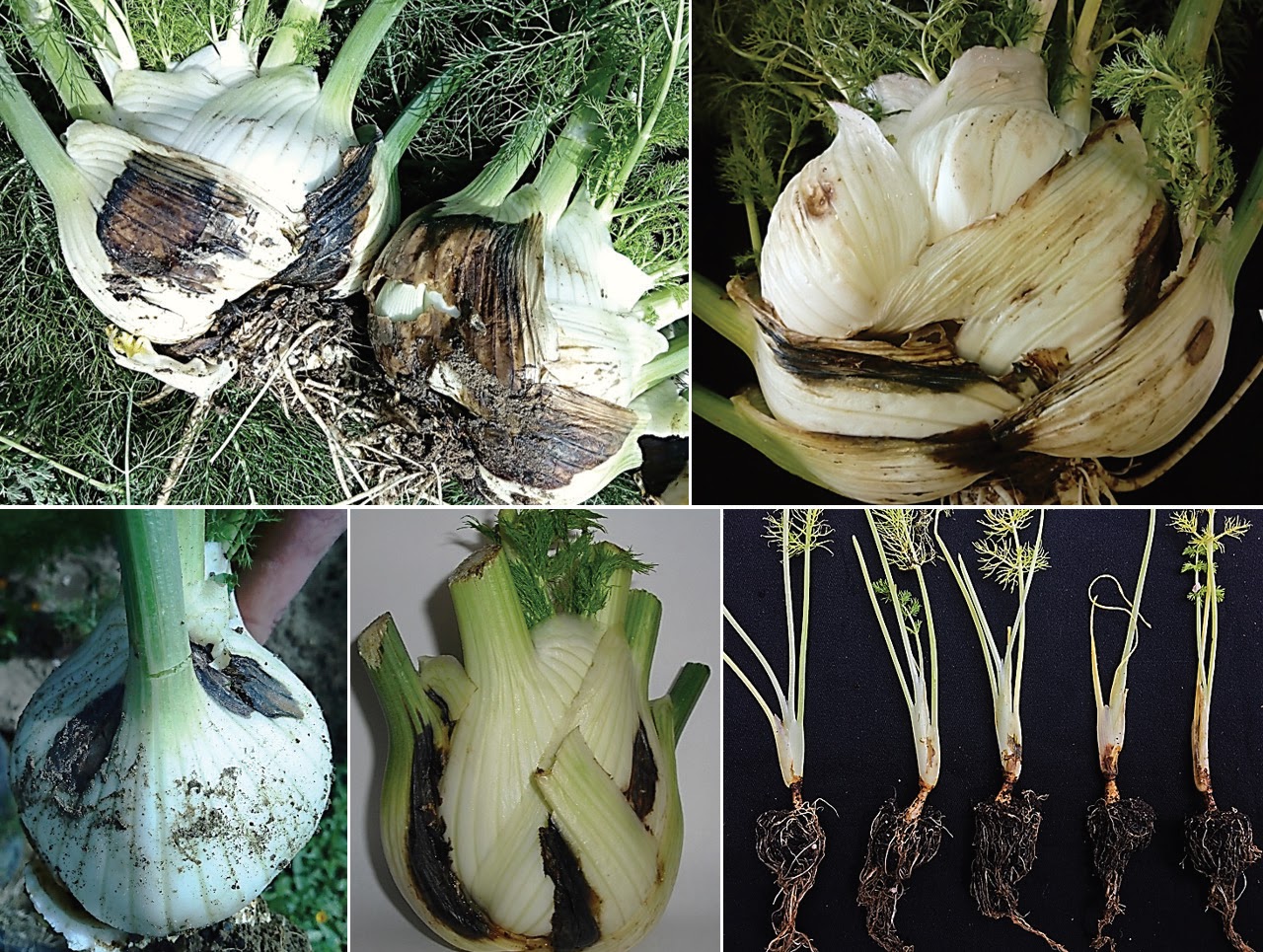 Symptoms caused by Ochraceocephala foeniculi on fennel plants