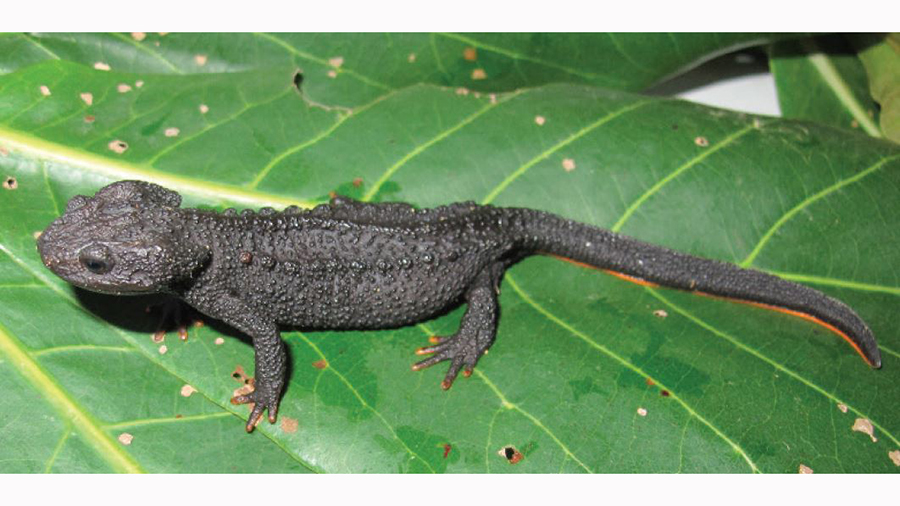 New to science newts from Vietnam with an important message for Biodiversity Day 2020