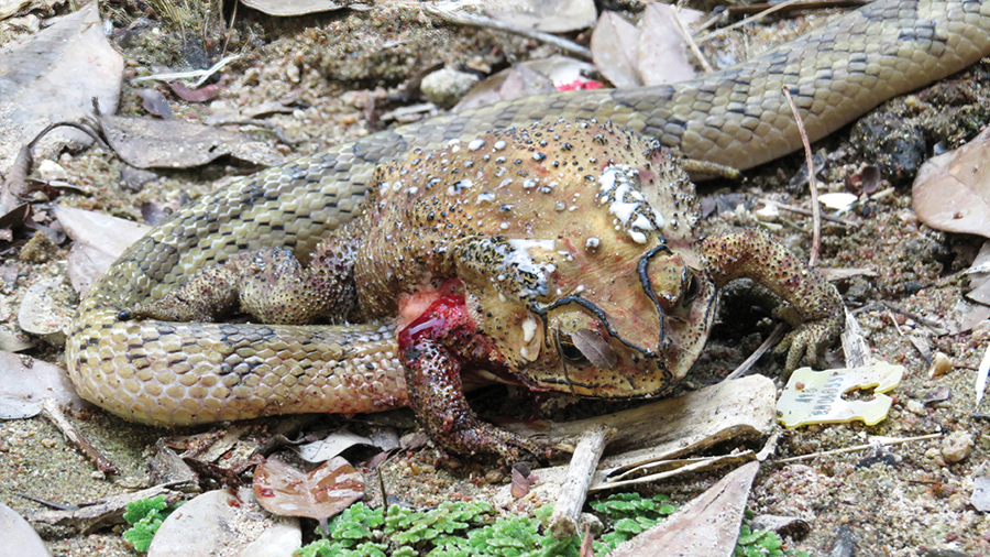 Guest blog post: Snakes disembowel and feed on the organs of living toads in a first for science