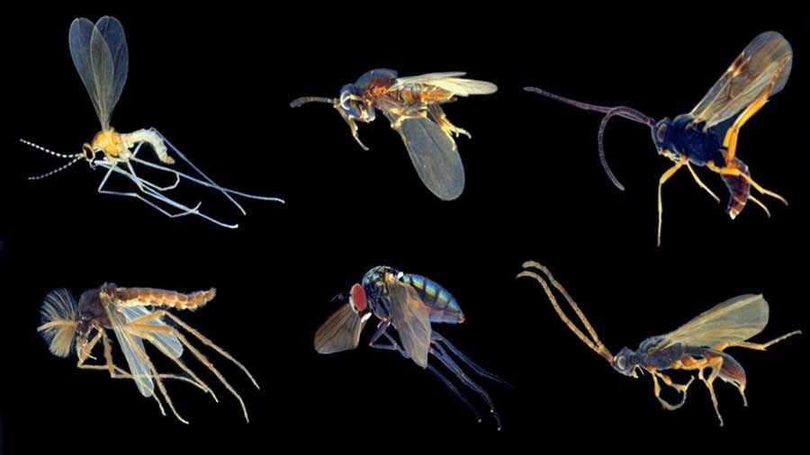 New DNA barcoding project aims at tracking down the “dark taxa” of Germany’s insect fauna
