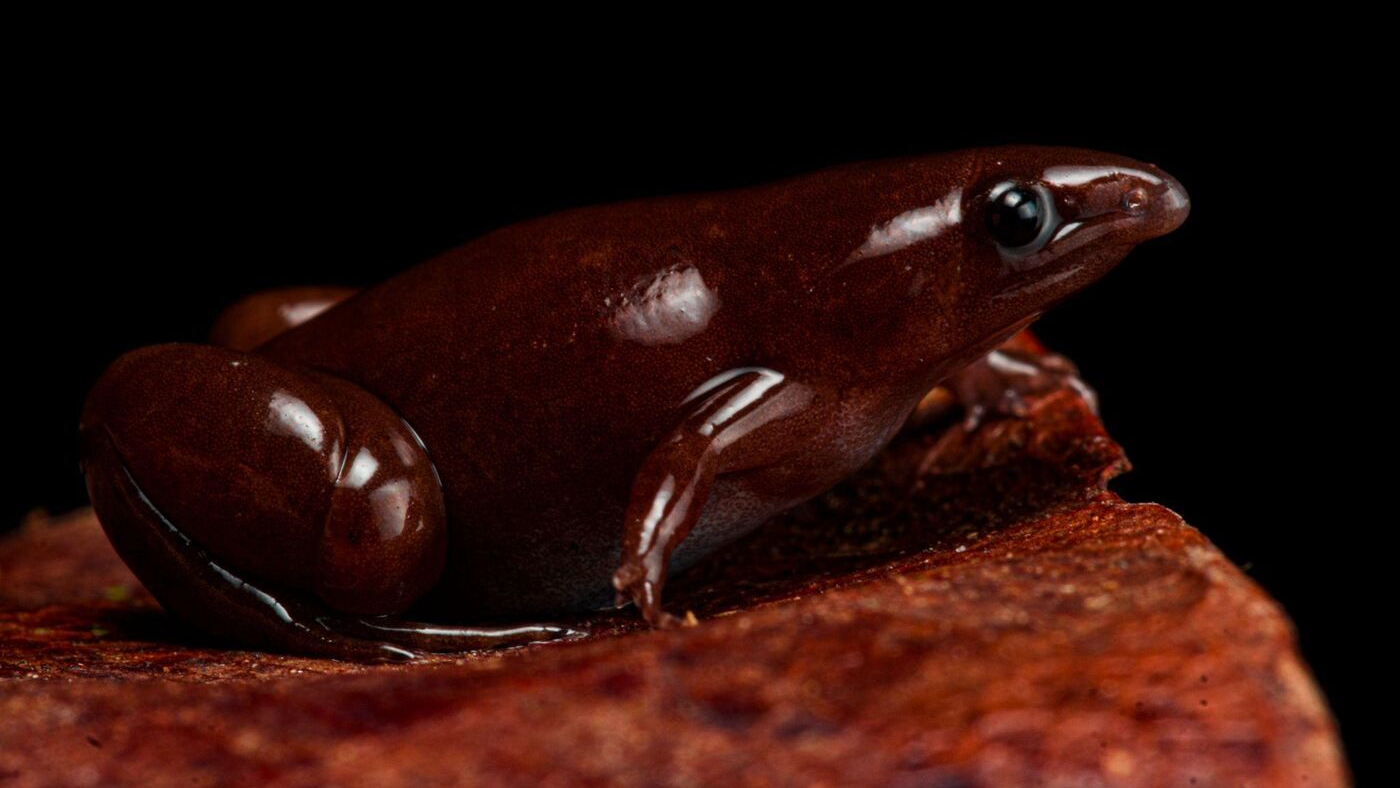 Frog with tapir-like nose found in Amazon rainforest