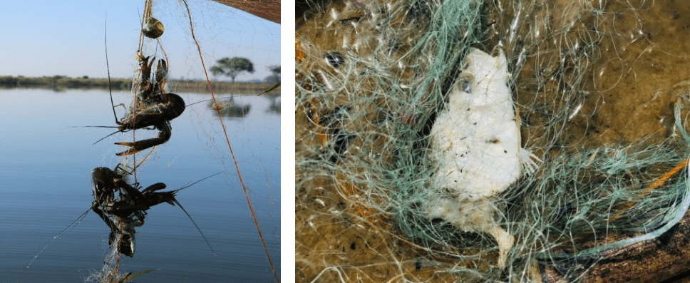 Invasive crayfish can cause high fisheries damage