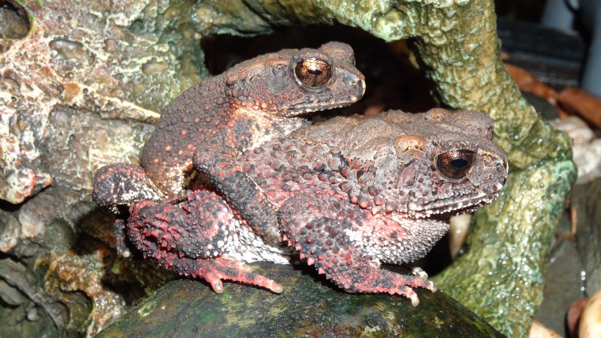 Scientists identify gaps in the protection of Vietnam’s amphibians