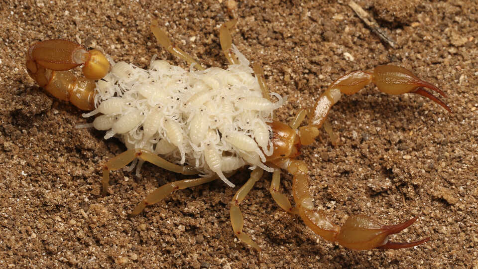 Bay Area high school students describe two new species of scorpions with California Academy of Sciences