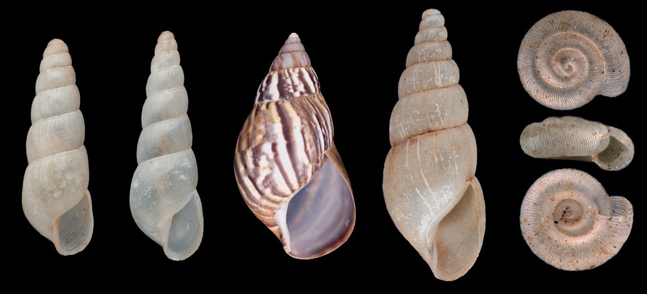 Alien land snail species are increasing exponentially