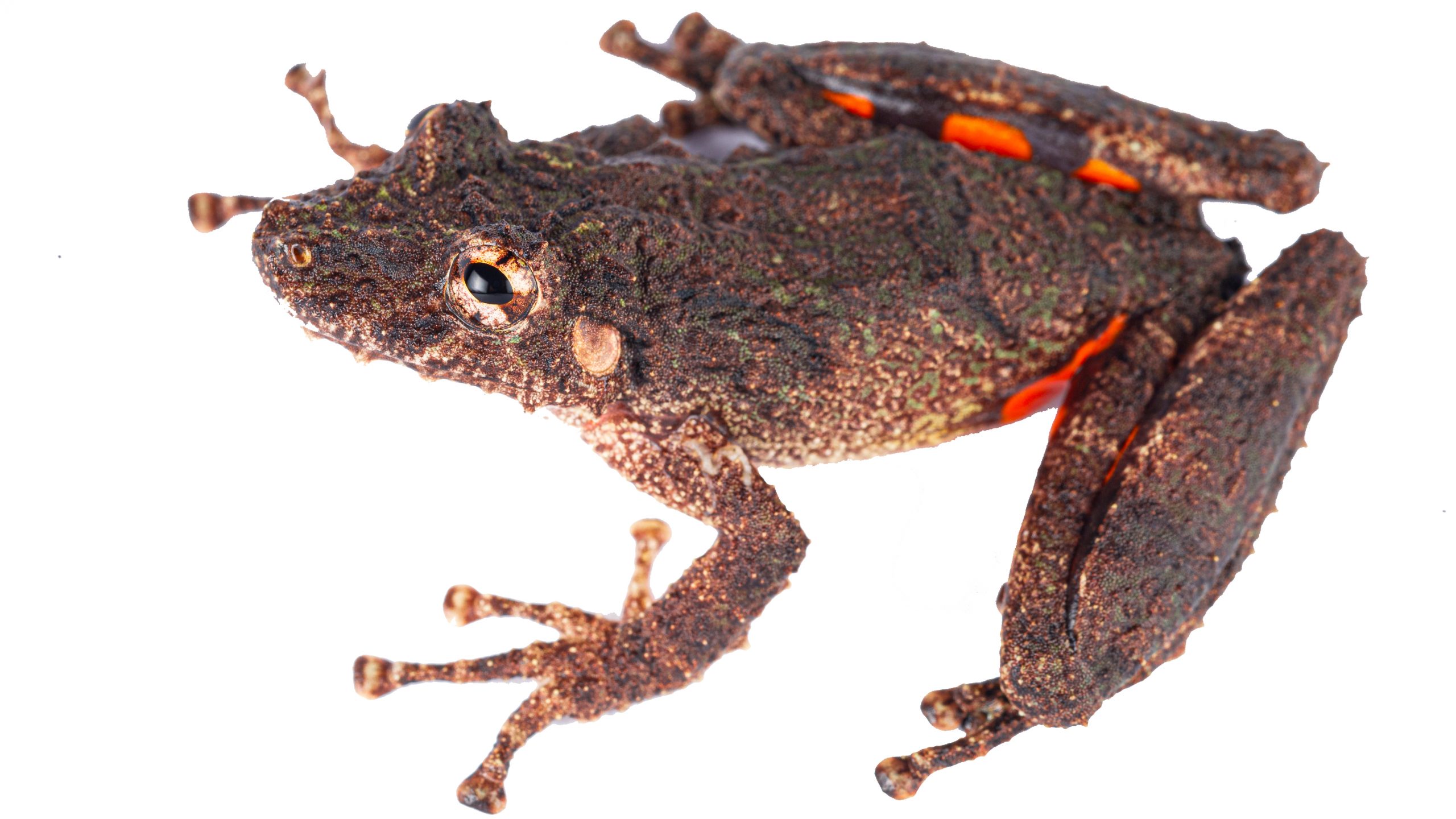 A new “groins of fire” frog, from the Peruvian Amazon