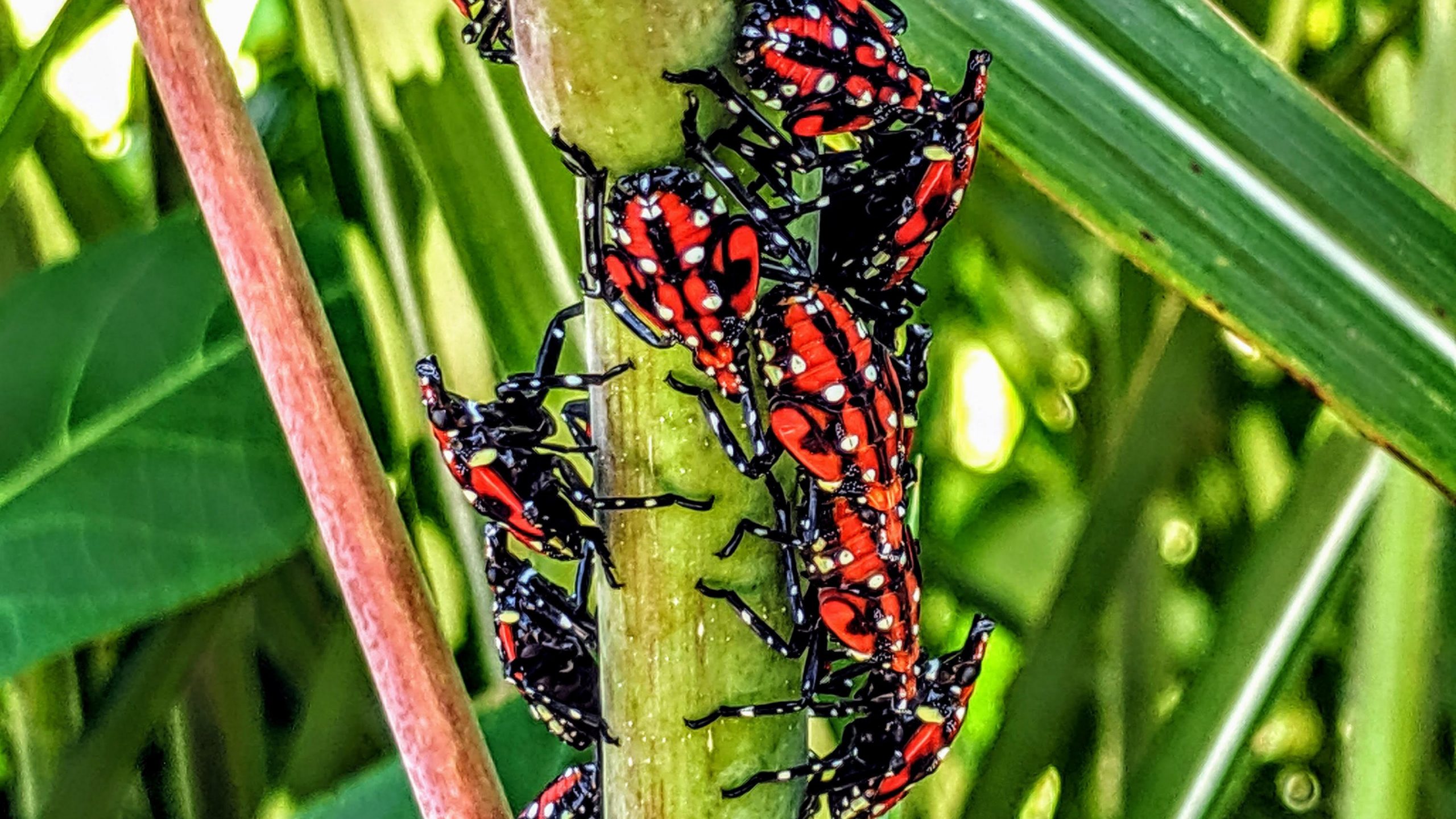 Fighting the spread of the spotted lanternfly with a new data science tool