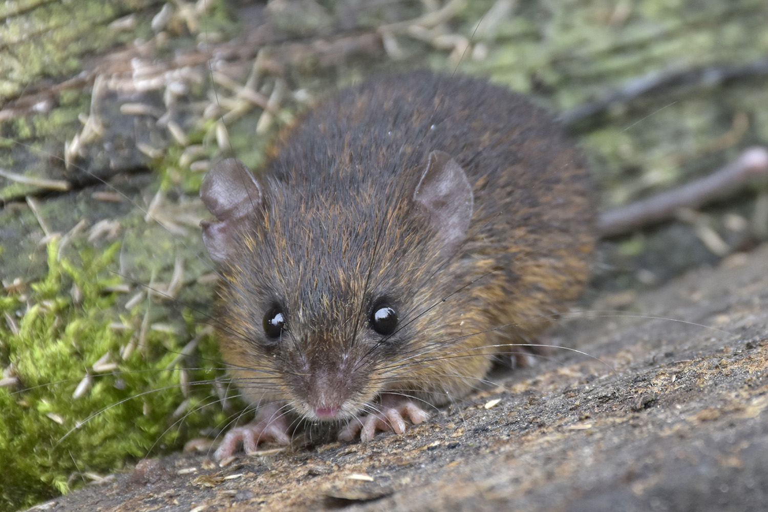 New species of spiny mouse discovered in rainforest