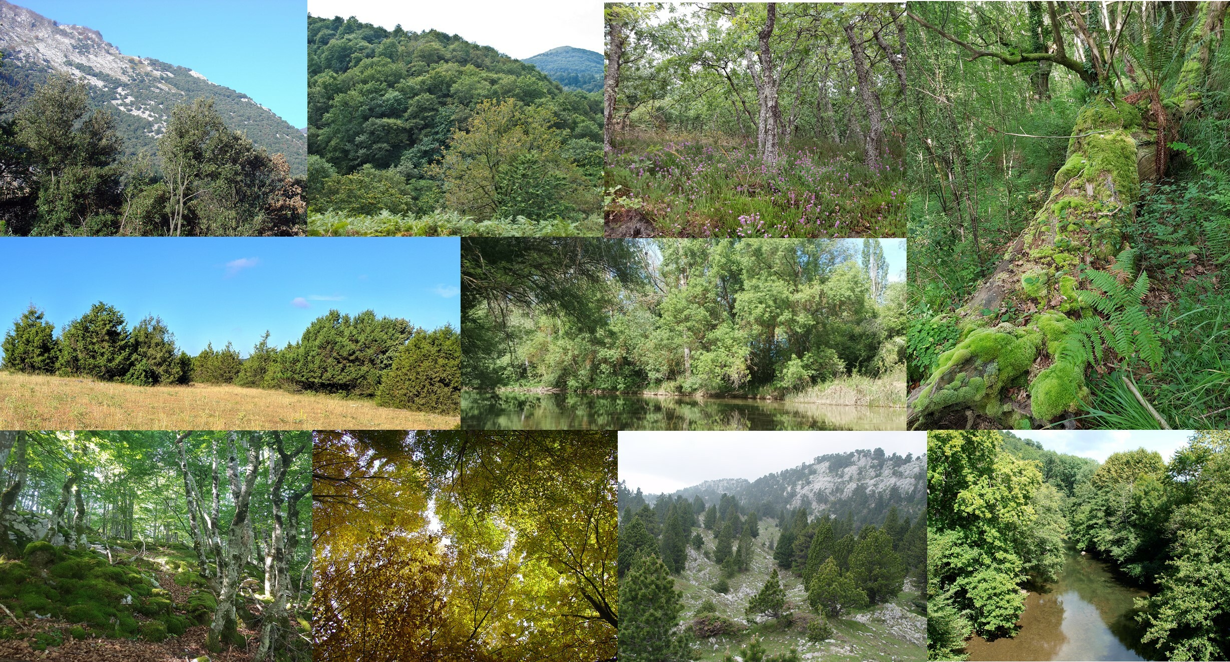 New Special Collection on classification and diversity of European forests and forest fringes launched by VCS