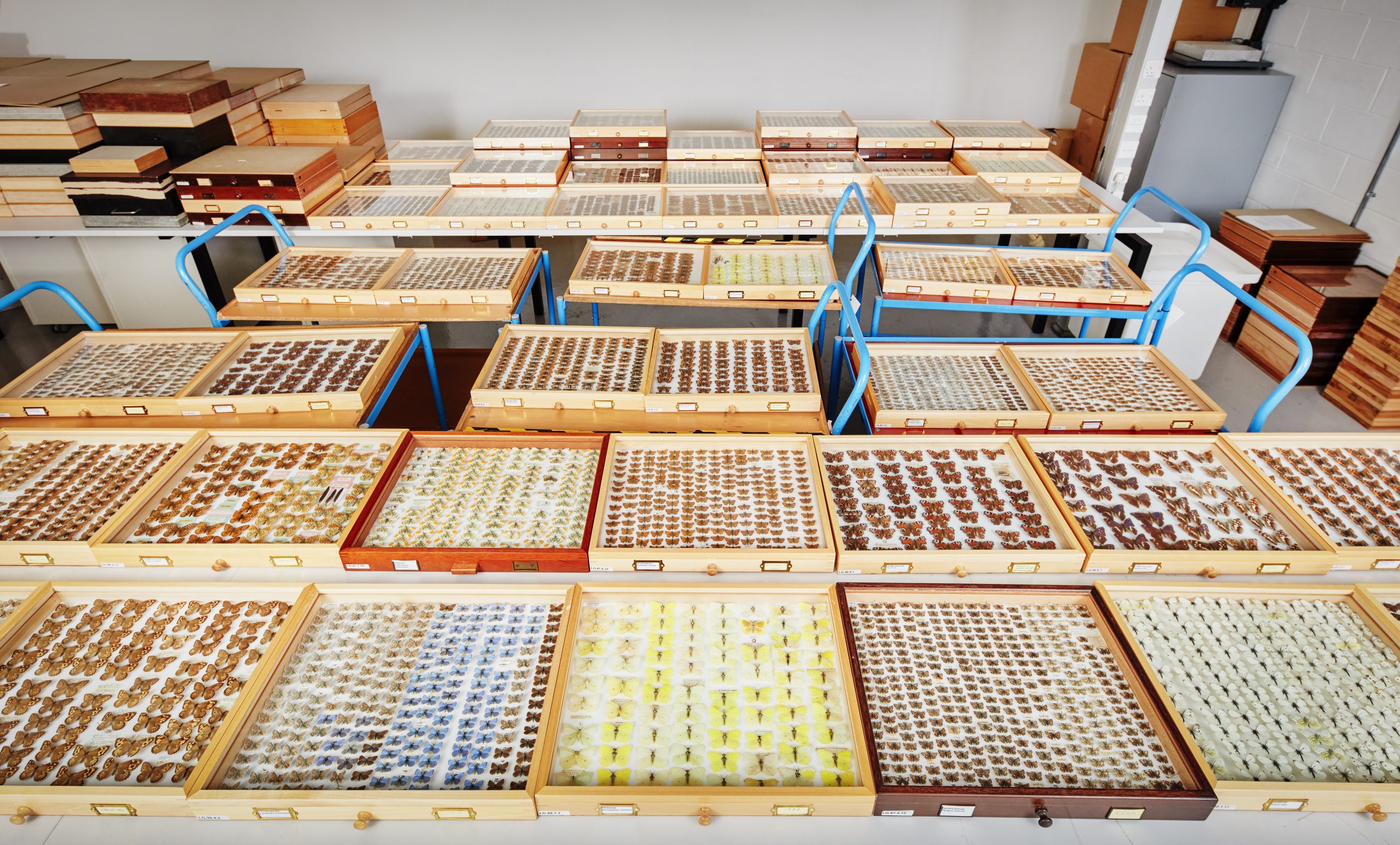 Digitising UK Natural History Collections is vital to understand life on Earth, reports the Natural History Museum