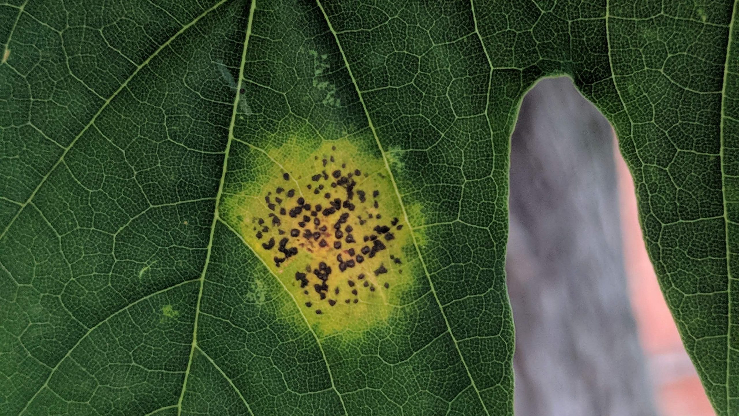 More and more emerging diseases threaten trees around the world