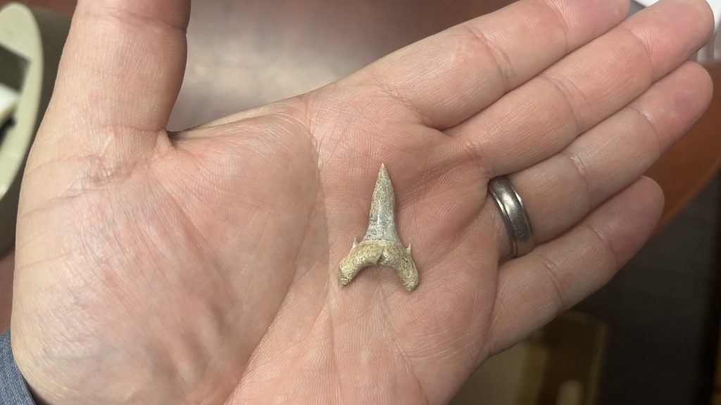 New shark species tooth.