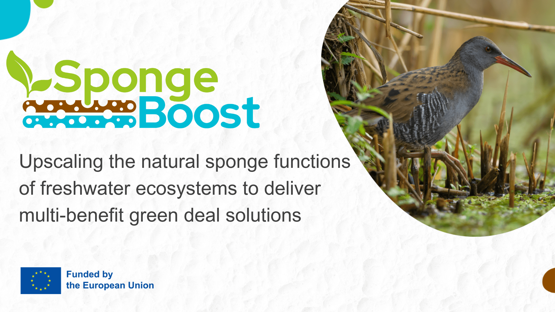 Providing solutions to restoring the natural water retention function of landscapes: Pensoft joins the SpongeBoost project