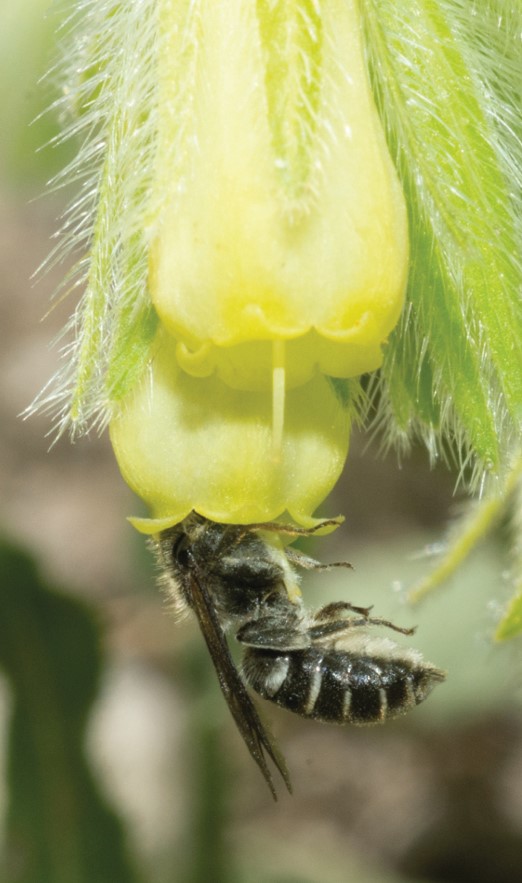 New bee species in flower.