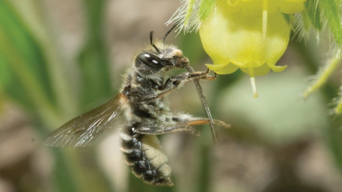Rare bee species discovery links the French Alps to Turkey and Iraq
