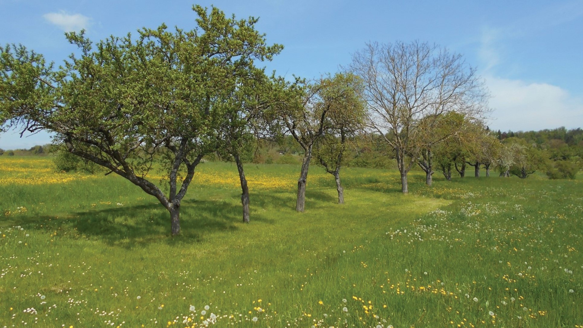 Orchard meadows: reviving Europe’s forgotten landscapes