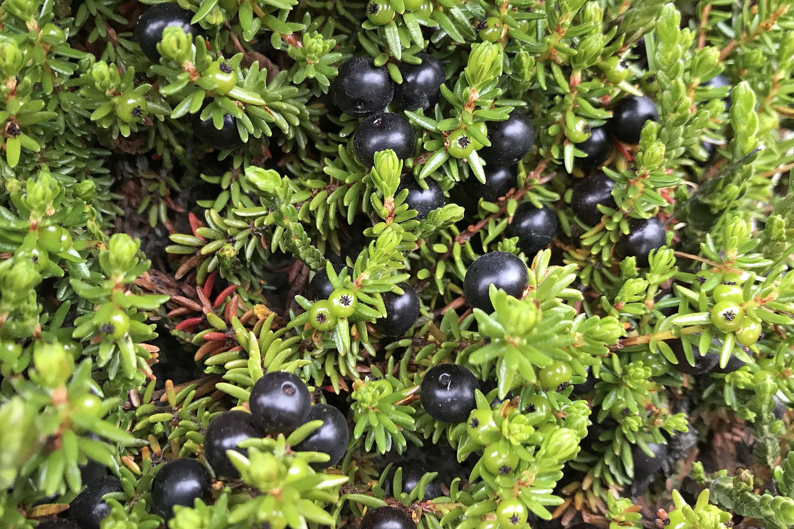 Black crowberry (Empetrum nigrum)