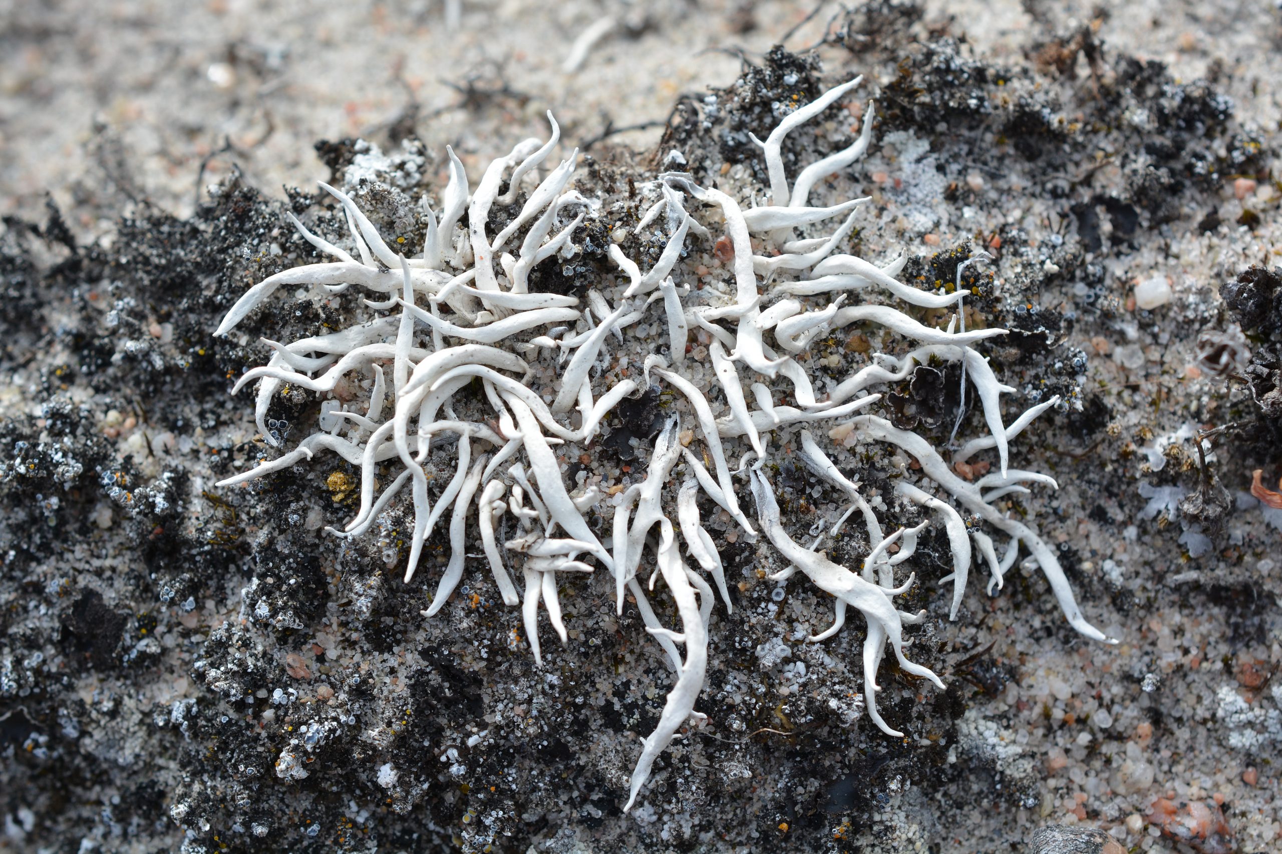 Whiteworm lichen (Thamnolia subuliformis)