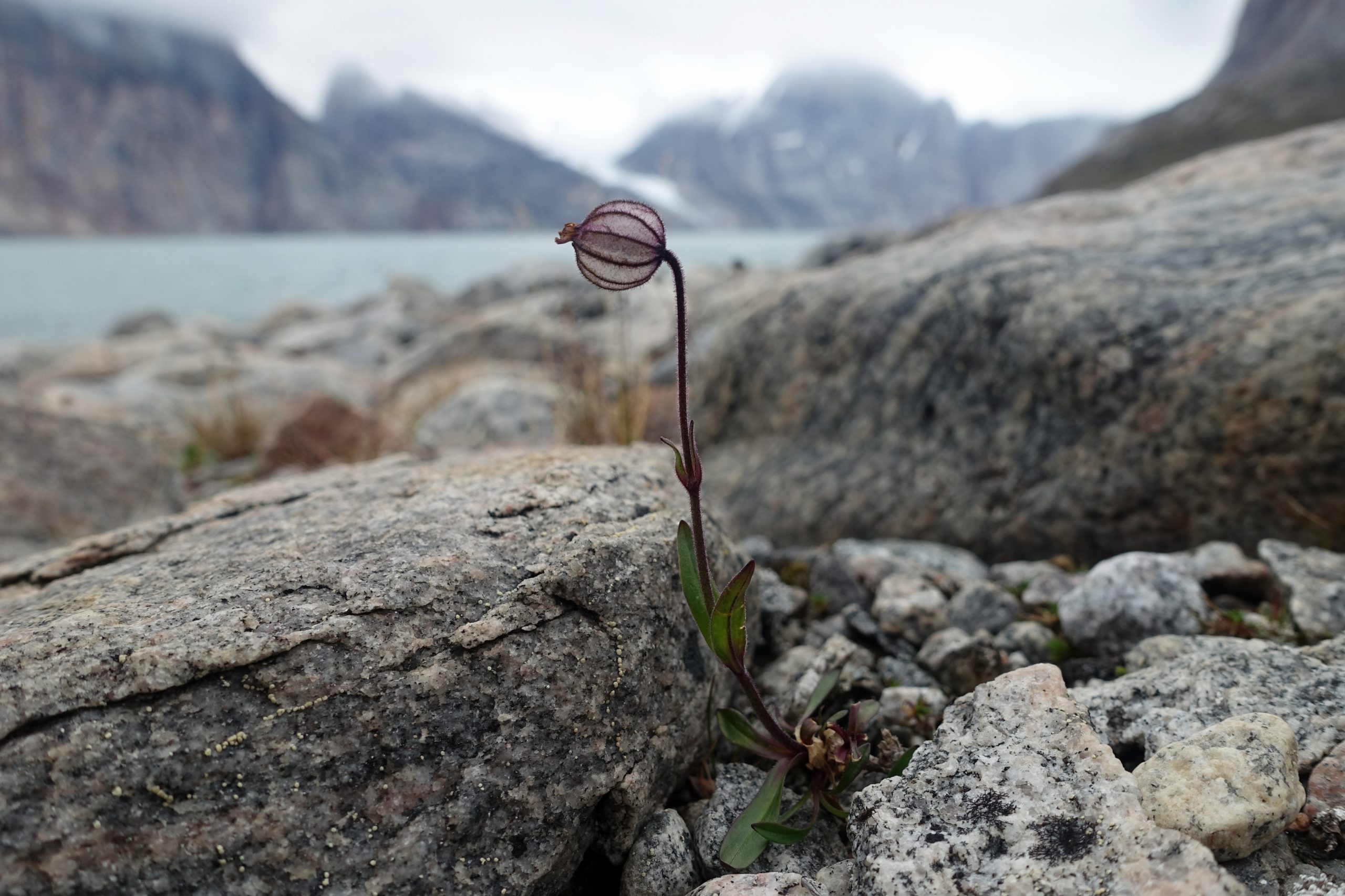 Nodding catchfly (Silene uralensis subsp. arctica)