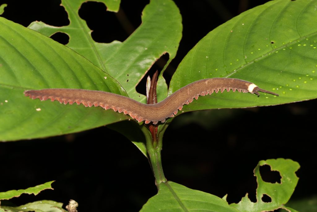 Adult velvet worm on a leaf.
