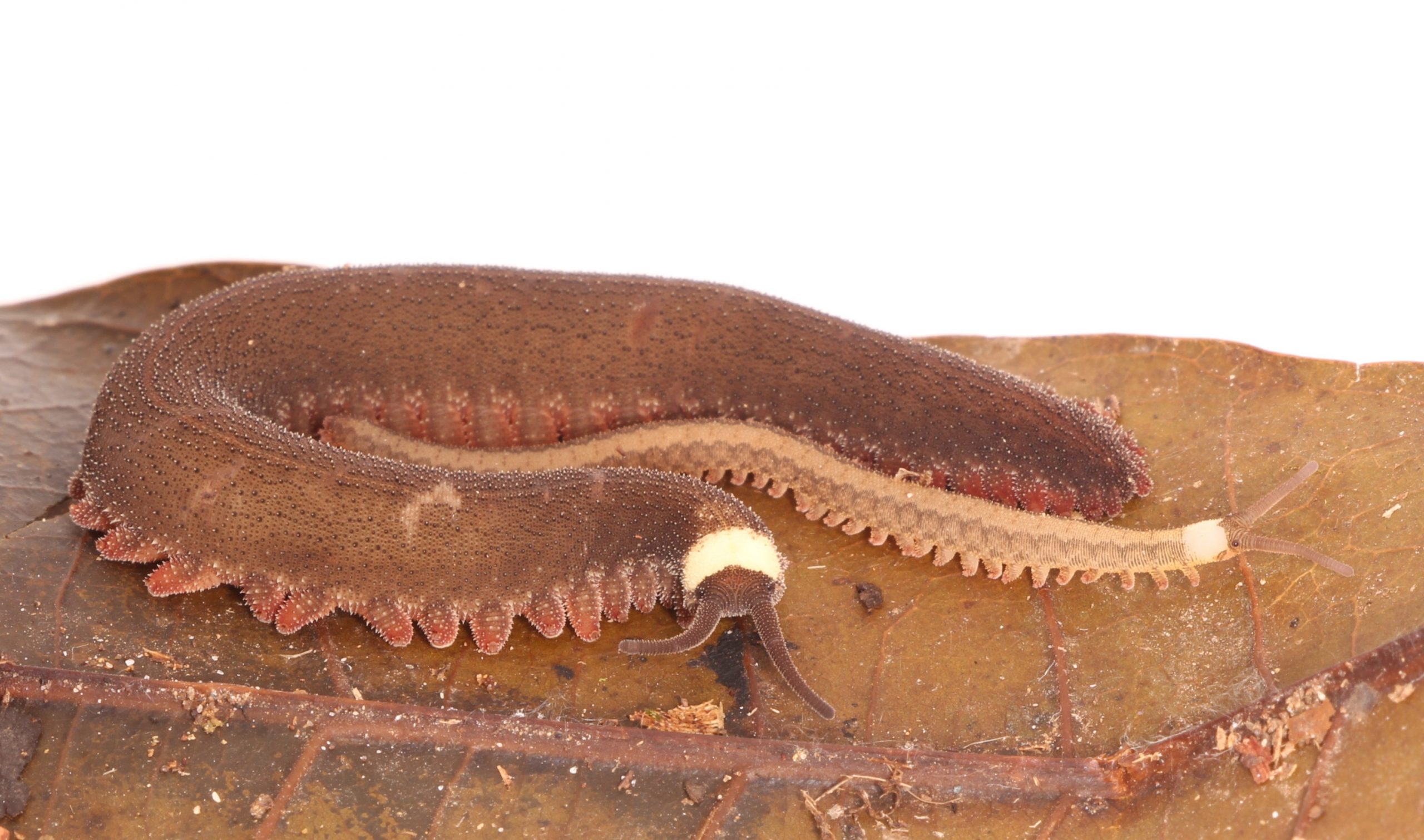 Cute but deadly: a new velvet worm species from Ecuador