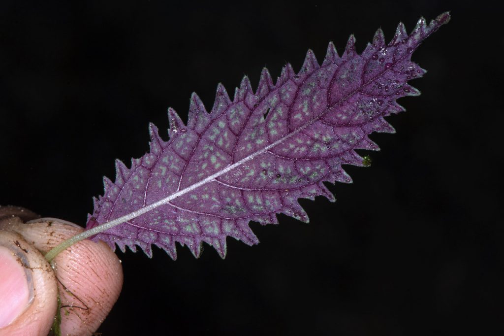 Small purple plant leaf held between thumb and index finger.