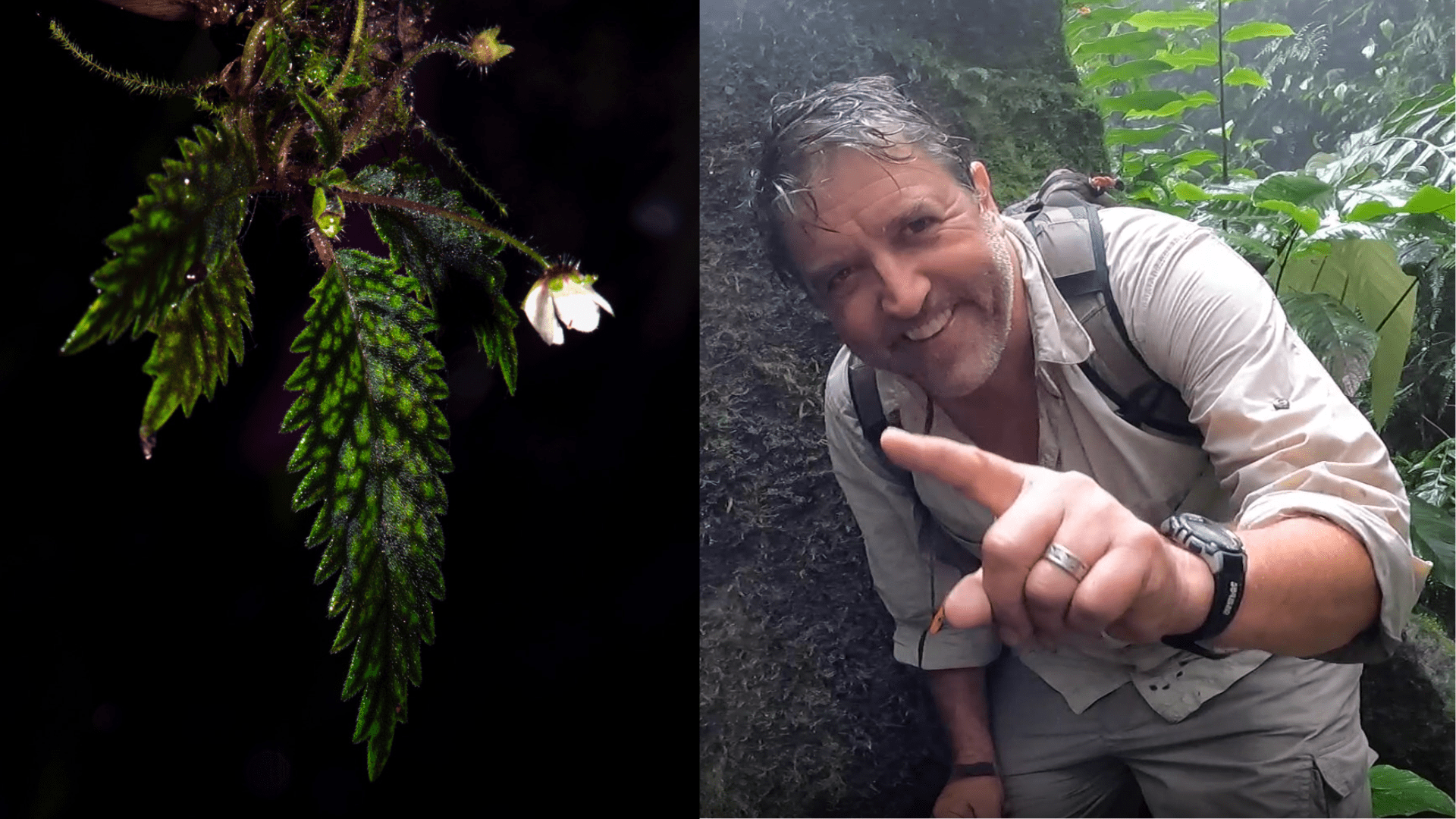 ¡Que Vive Centinela! A tiny new plant species reaffirms the “miraculous” survival of Western Ecuador’s ravished biodiversity