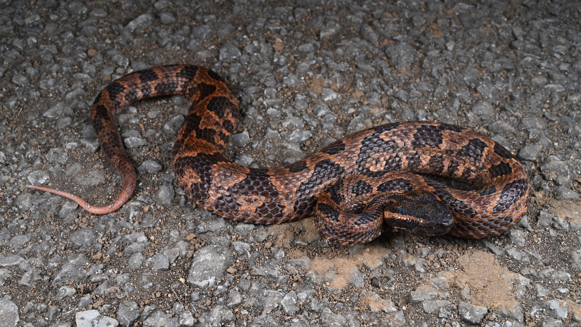 Lazy predator: A new species of mountain pit viper from China