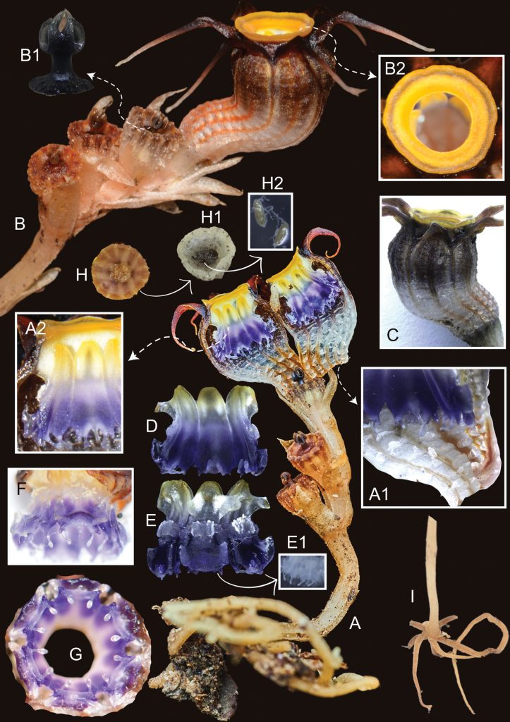 Several scientific photographs of an unusual brown and orange plant. 