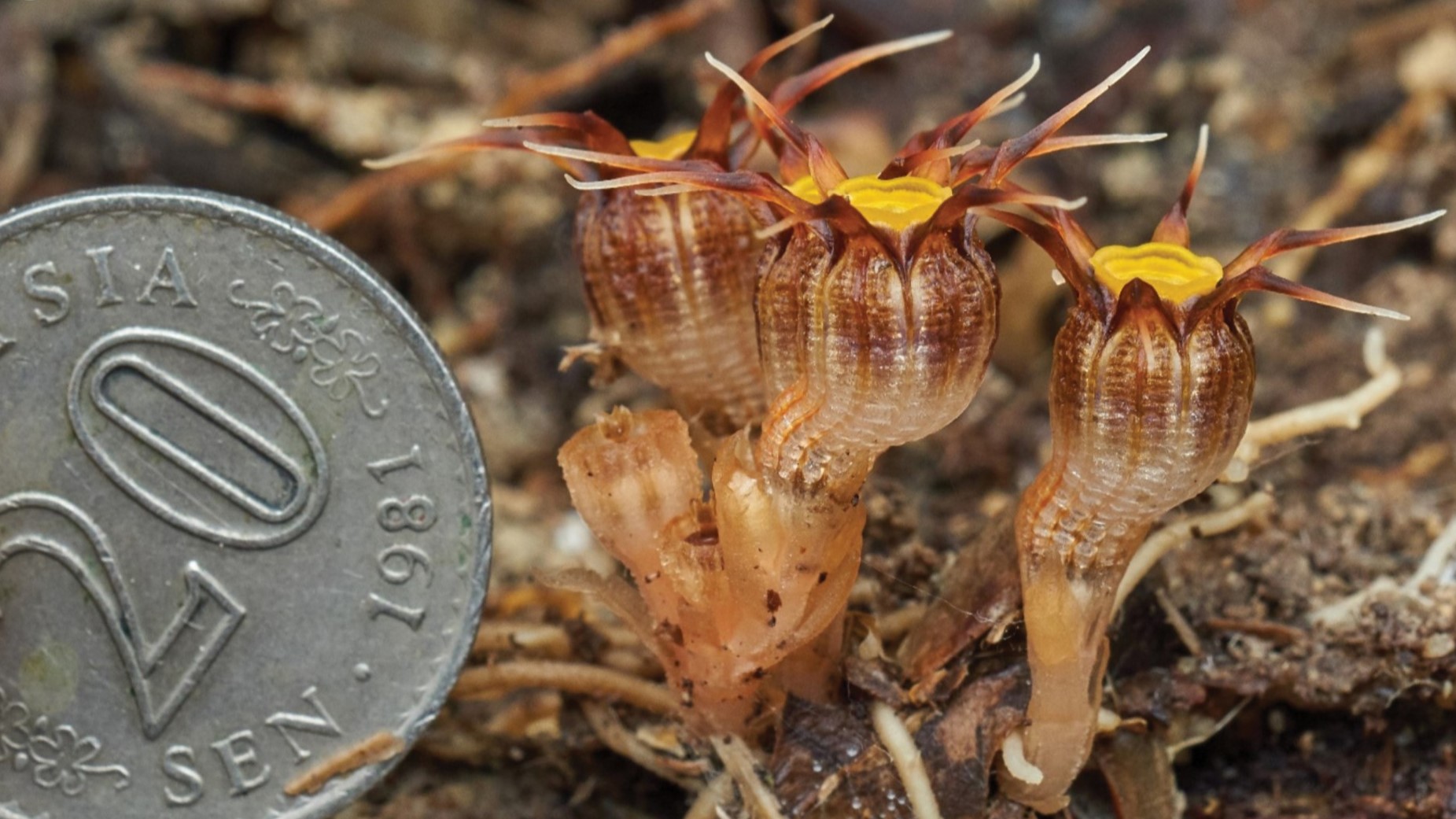 Sun-shunning thief: new plant species robs underground fungi to survive