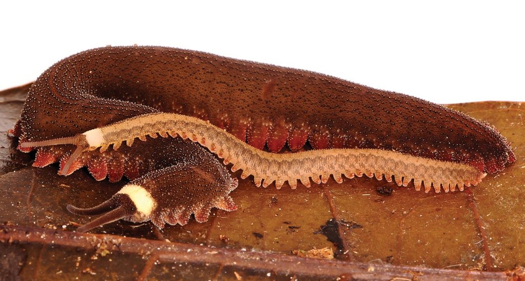 Adult female velvet worm with her offspring on a leaf.