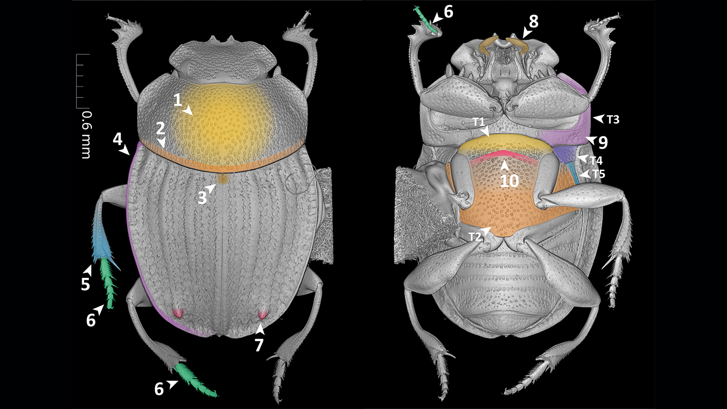 Brand new computer language describes organismal traits to create computable species descriptions