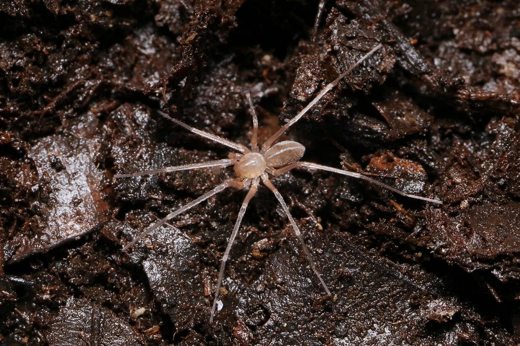 A pale eyeless spider on a cave floor.
