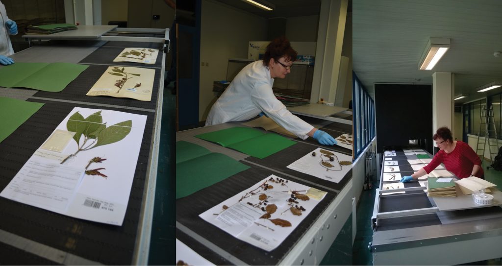 Herbarium specimens on a conveyor belt at Meise Botanic Garden.