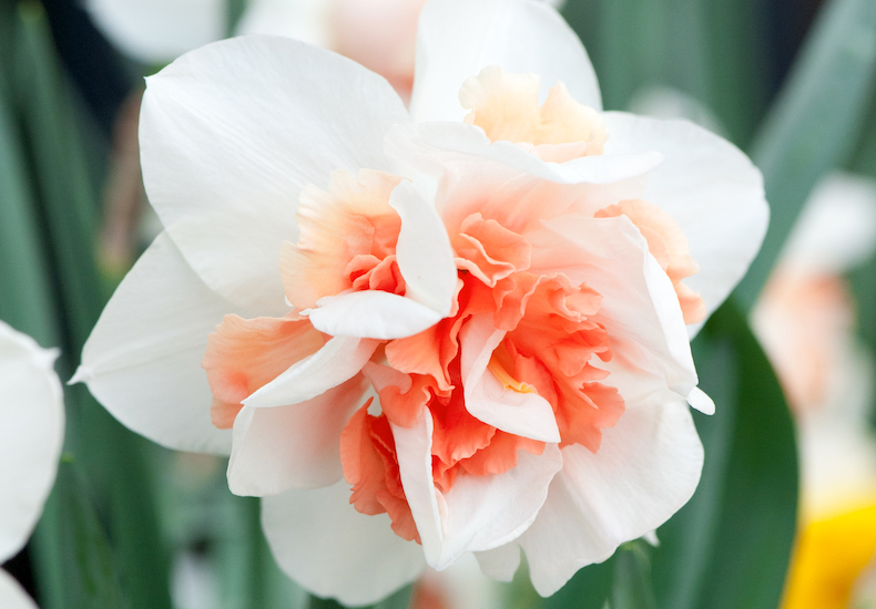 When To Plant Daffodil Bulbs For The Best Blooms Blog At Thompson Morgan