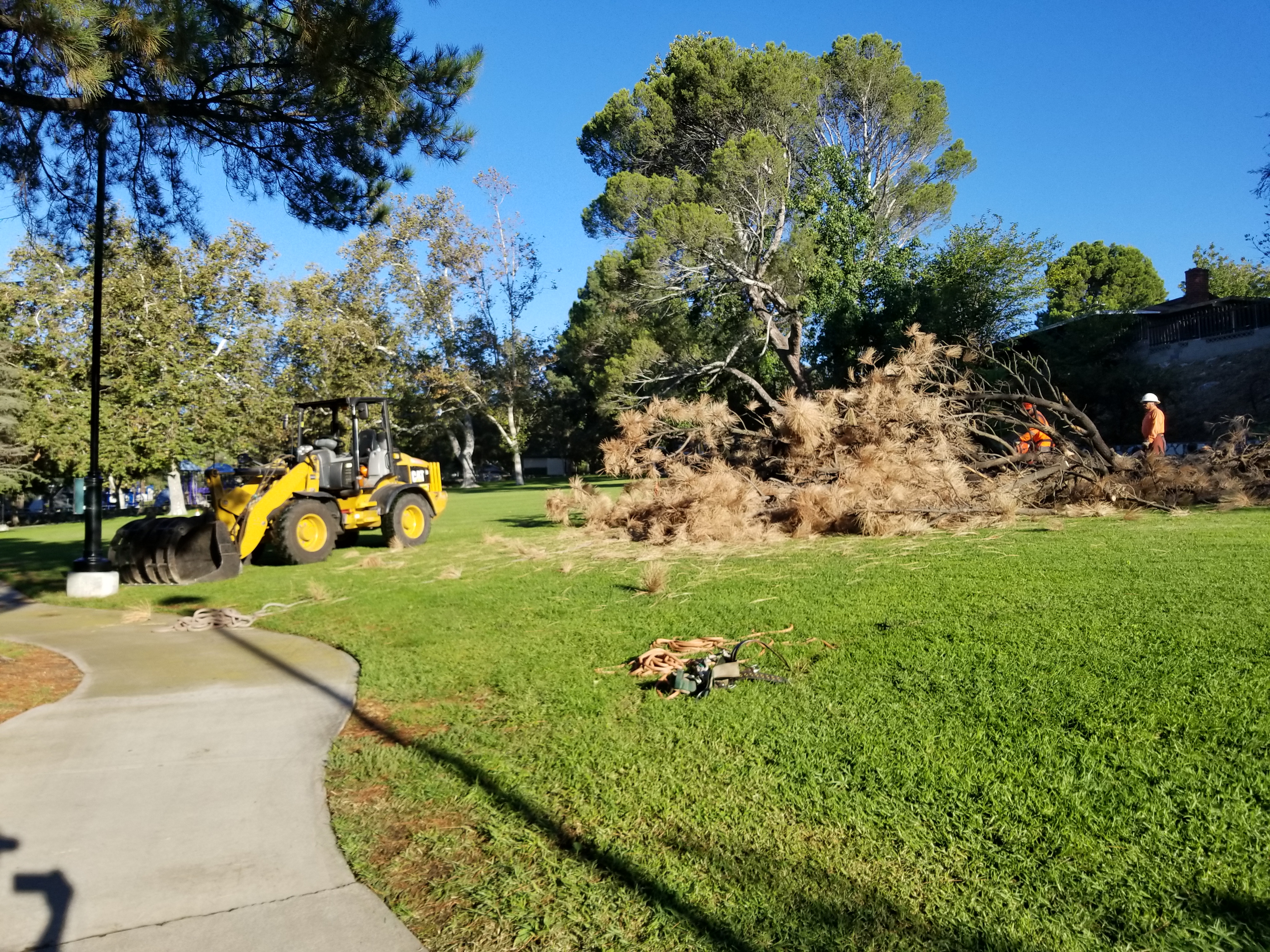 Construction crew removing a tree in Dunsmore Park