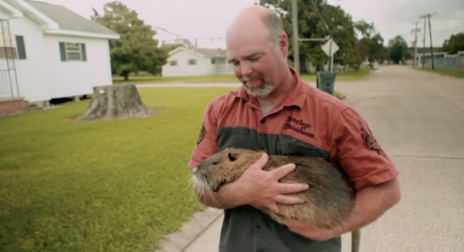Rodents Of Unusal Size Is A Documentary About Massive 20 Pound Swamp Rats Boing Boing