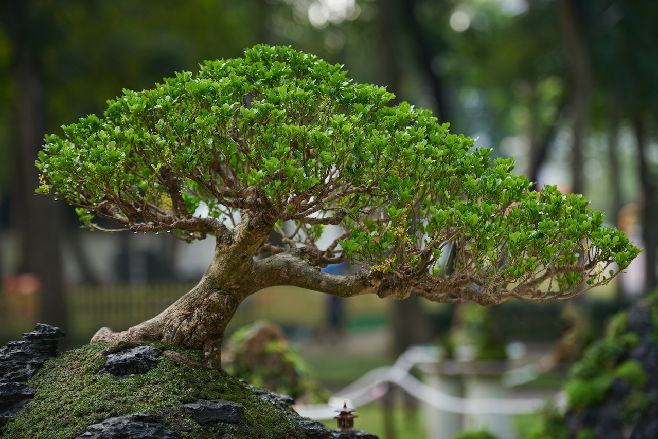 How To Grow And Care For Juniper Bonsai Trees
