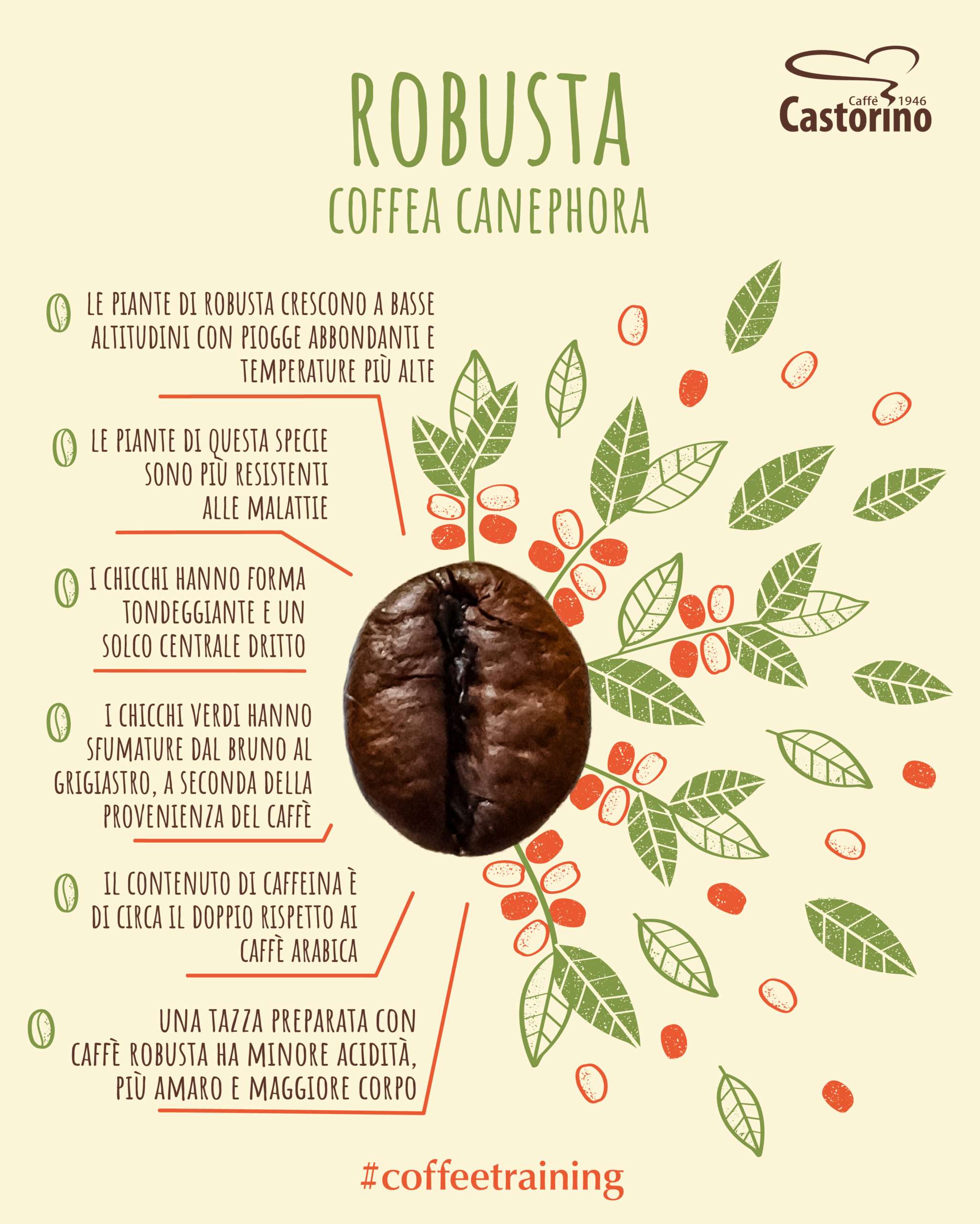 Caffe Robusta O Arabica Differenza E Caratteristiche