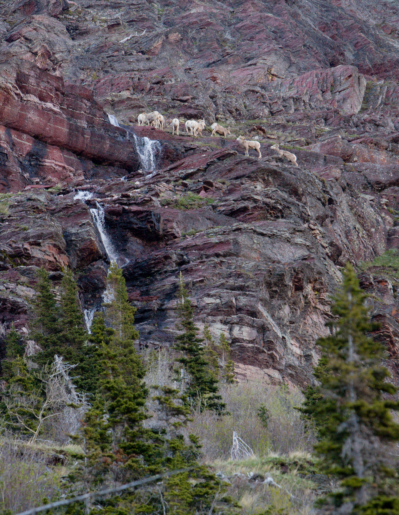 Bighorn Sheep at Glacier National Park