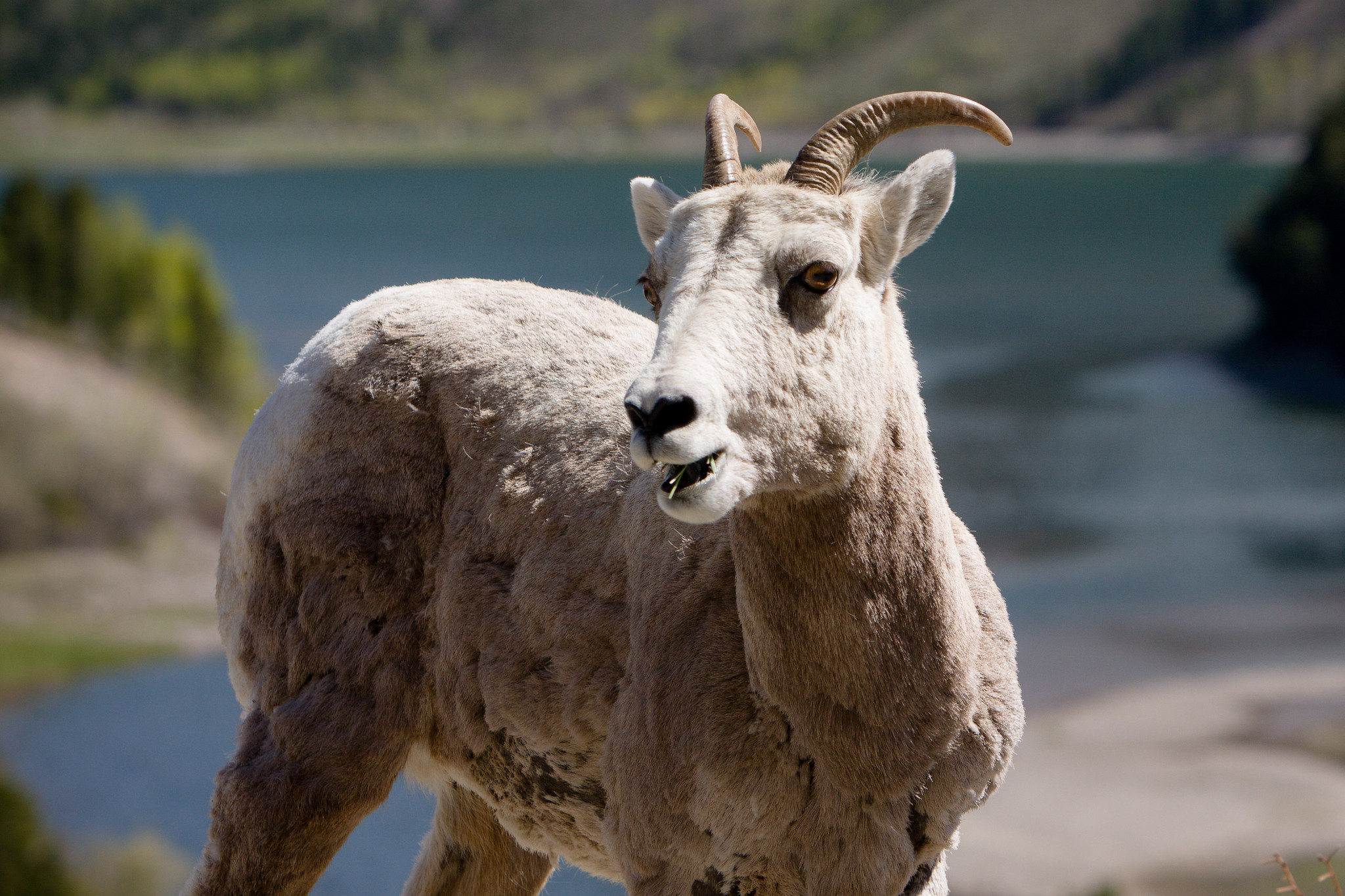 Bighorn Sheep at Glacier National Park