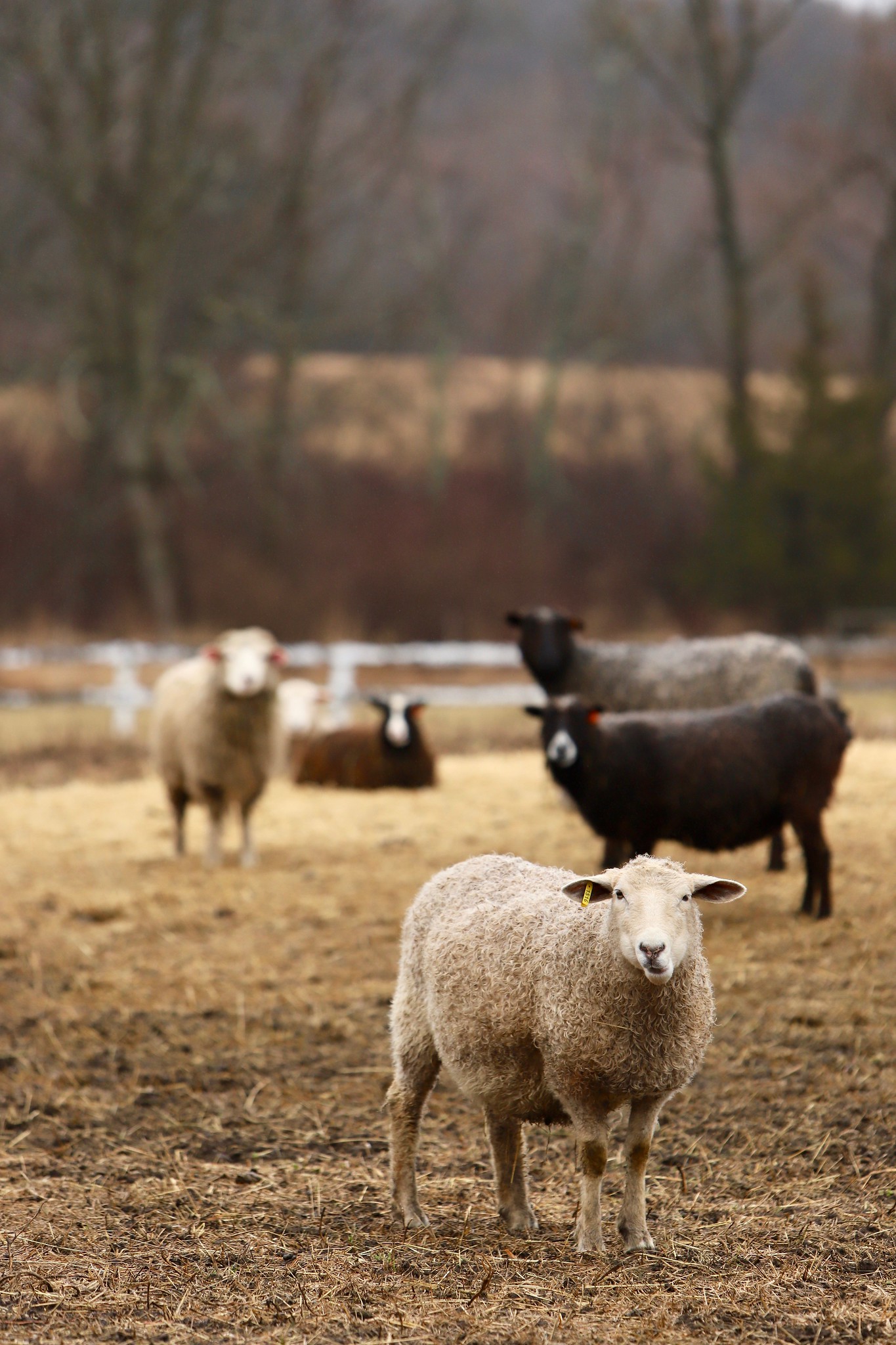 Sawkill Farm Sheep