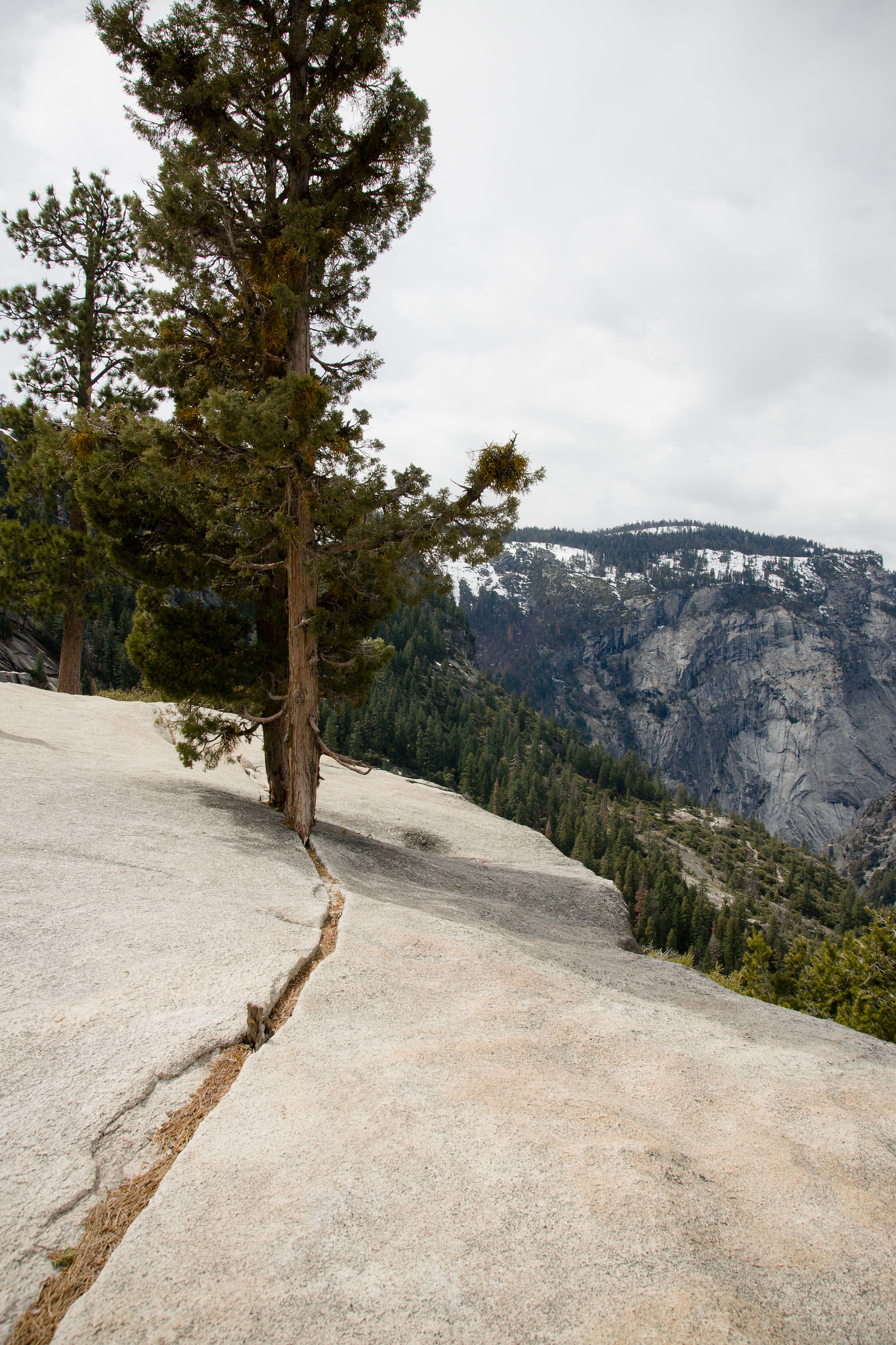 Trees Growing Above Nevada Falls