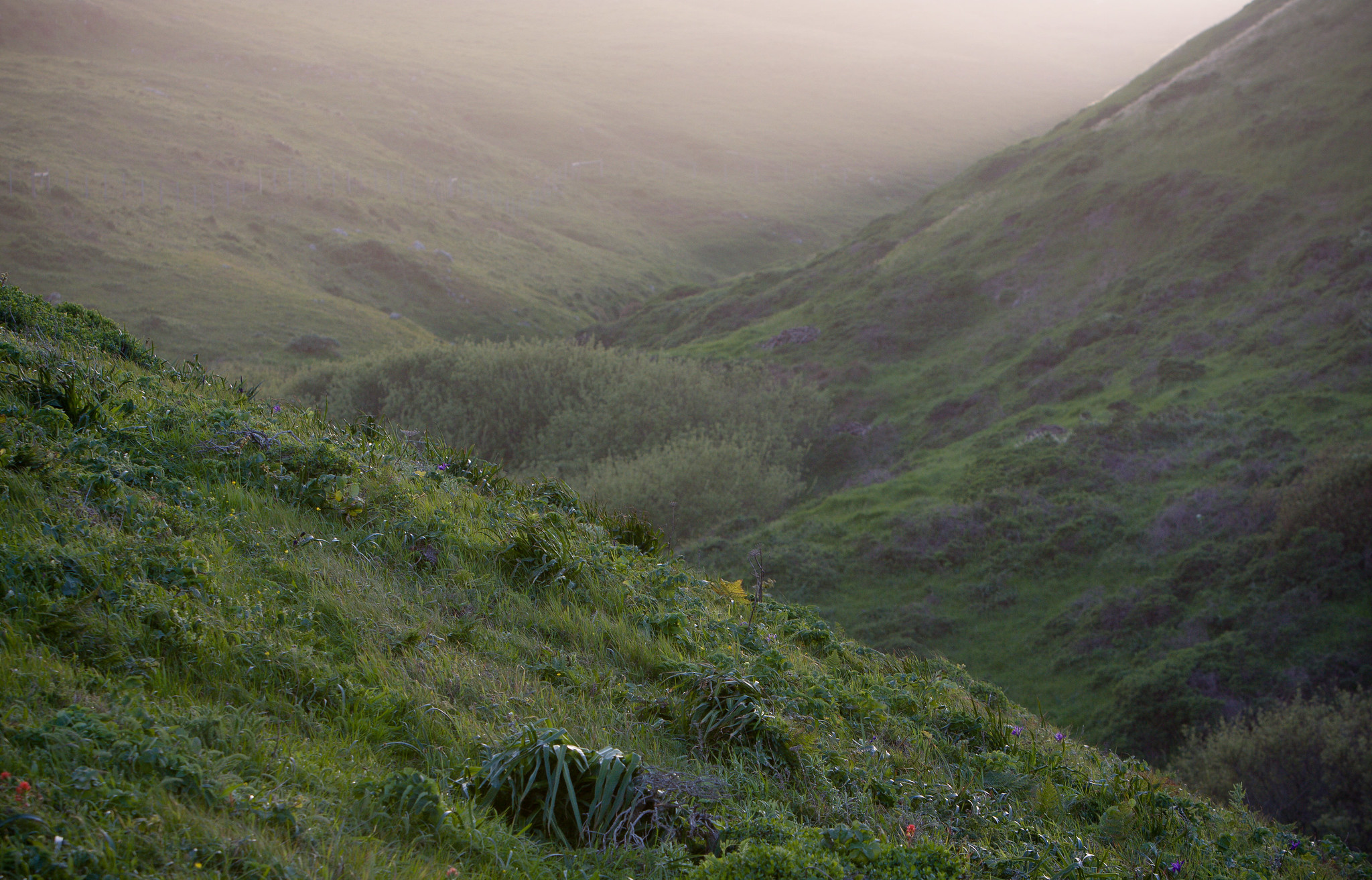 Point Reyes golden hour