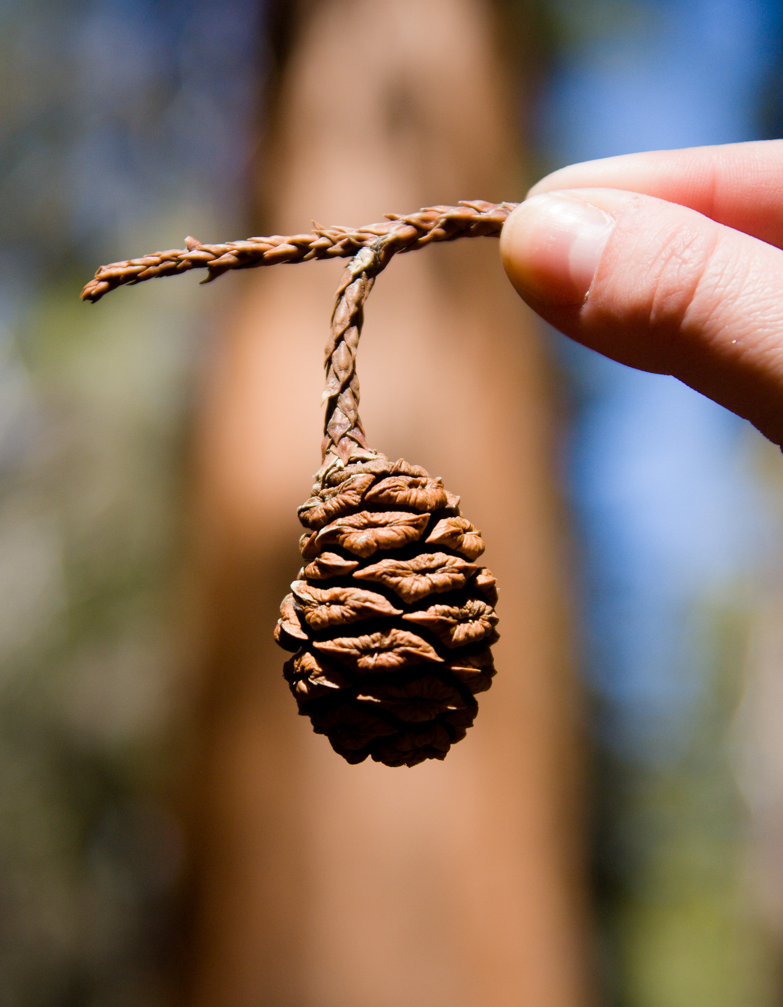 Sequoia Pine Cone