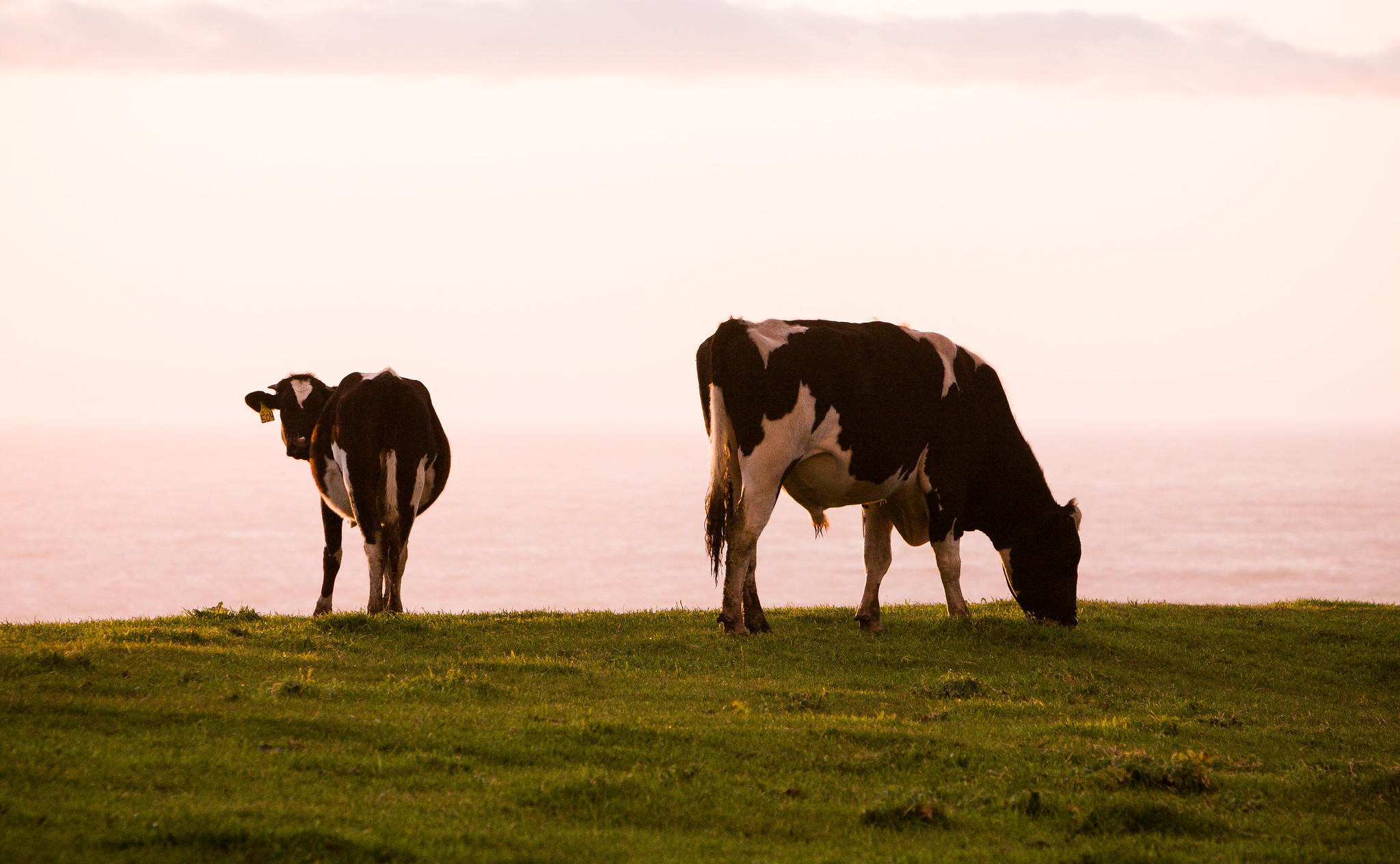 Cows grazing inside Point Reyes during the sunset